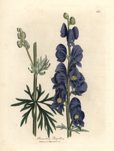 Acónito de flor azul, Aconitum napellus de James Sowerby