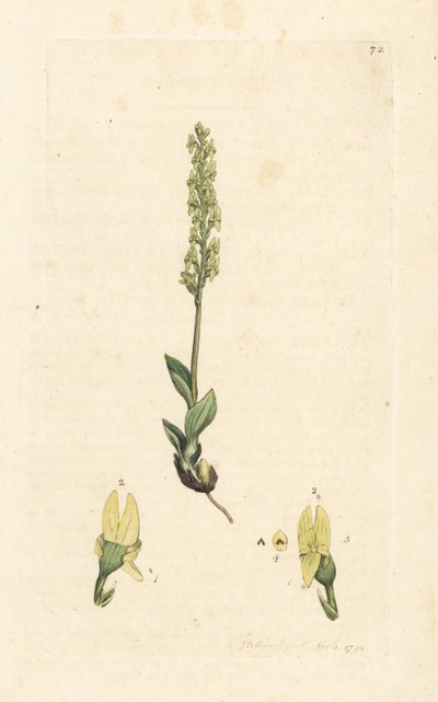 Orquídea de los pantanos, Hammarbya paludosa (Marsh tway-blade, Malaxis paludosa). Grabado en cobre coloreado a mano según una ilustración de James Sowerby de James Smith