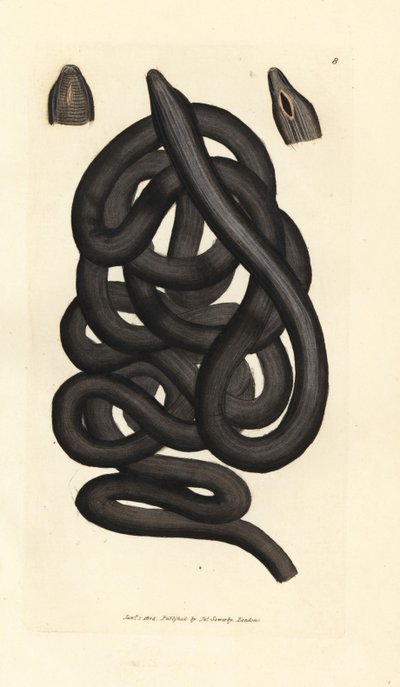 Gusano del cordón de la bota, Lineus longissimus. Grabado en cobre coloreado a mano por James Sowerby de The British Miscellany, or Coloured figures of new, rare, or little known animal subjects. de James Sowerby