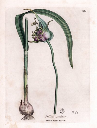Tablero botánico: Cultivo del ajo (Allium sativum) mostrando bulbo, hojas y flores moradas. Grabado en cobre coloreado a mano a partir de una ilustración de James Sowerby. Extracto del libro de William Woodville y Sir William Jackson Hooker "Botanique medi de James Sowerby
