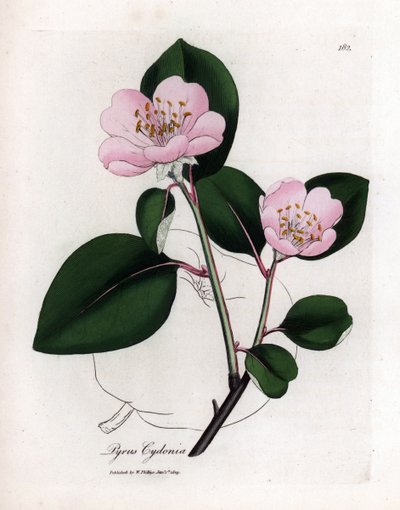 Tabla botánica: flores y membrillo, fruto de Cognassier (Cydonia oblonga) - Membrillero de flores rosas con contorno de fruto, Pyrus cydonia. Grabado en cobre coloreado a mano a partir de una ilustración botánica de James Sowerby de William Woodville y Sir de James Sowerby