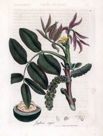 Tabla botánica: hojas, plantas y fruto del nogal Hojas, flor amarilla y nuez del nogal común, Juglans regia. Grabado en cobre coloreado a mano a partir de una ilustración botánica de James Sowerby de William Woodville y Sir William Jackson Hooker