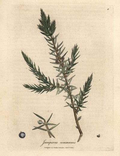 Rama y bayas de enebro común, Juniperus communis de James Sowerby