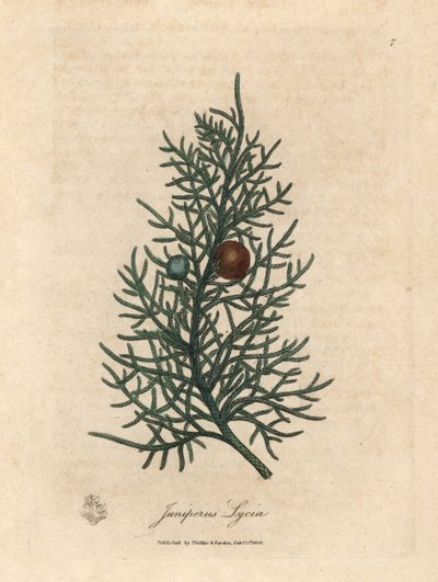 Rama y bayas del cedro, Juniperus lycia de James Sowerby