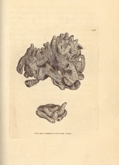 Esponja miga de pan, Halichondria panicea (Esponja tubular compacta; Spongia compacta). Grabado en cobre coloreado a mano por James Sowerby de The British Miscellany, or Coloured figures of new, rare, or little known animal subjects. de James Sowerby