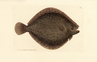 Pez milano, Scophthalmus rhombus (Pleuronectes rhombus). Grabado en cobre coloreado a mano por James Sowerby de The British Miscellany, or Coloured figures of new, rare, or little known animal subjects. de James Sowerby