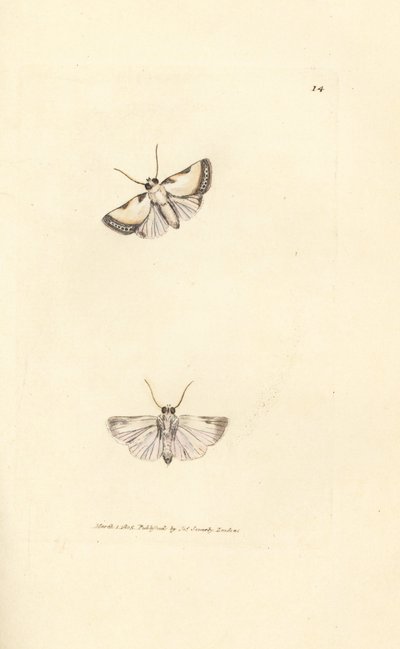 Belleza de Brixton, Acontia nitidula (Phalaena catena). Grabado en cobre coloreado a mano por James Sowerby de The British Miscellany, or Coloured figures of new, rare, or little known animal subjects. de James Sowerby