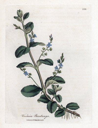 Verónica beccabunga. Grabado en cobre coloreado a mano de una ilustración botánica de James Sowerby de la obra de William Woodville y Sir William Jackson Hooker "Medical Botany", John Bohn, Londres. de James Sowerby