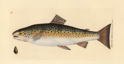 Trucha común, Salmo trutta fario (Trucha canguro, Salmo fario). Grabado en cobre coloreado a mano por James Sowerby de The British Miscellany, or Coloured figures of new, rare, or little known animal subjects. de James Sowerby