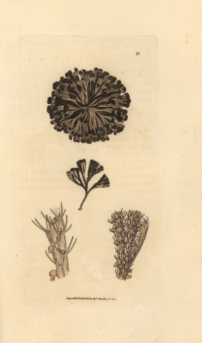 Bugulina avicularia (Flustra avicularis). Grabado en cobre coloreado a mano por James Sowerby de The British Miscellany, or Coloured figures of new, rare, or little known animal subjects. de James Sowerby