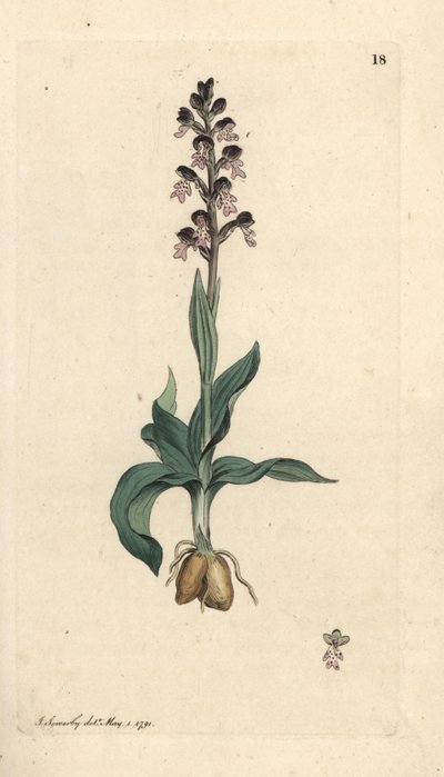 Orquídea de punta quemada, Neotinea ustulata (Orchis enana, Orchis ustulata). Grabado en cobre coloreado a mano según una ilustración de James Sowerby de James Smith