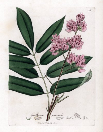 Árbol de la col o corteza de col - Árbol de la col, Andira inermis. Grabado en cobre coloreado a mano de una ilustración botánica de James Sowerby de la obra "Medical Botany" de William Woodville y Sir William Jackson Hooker, John Bohn, Londres. de James Sowerby