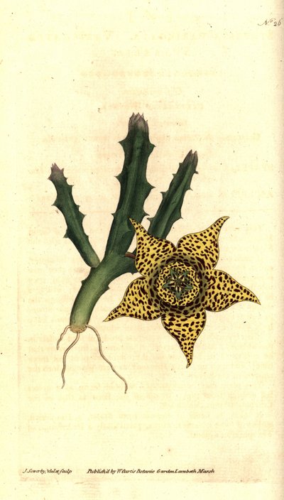 Cactus almidón - Orbea variegata (Estapelia variegada, Stapelia variegata). Grabado en cobre coloreado a mano e ilustración botánica de James Sowerby de The Botanical Magazine de William Curtis, Lambeth Marsh, Londres. de James Sowerby