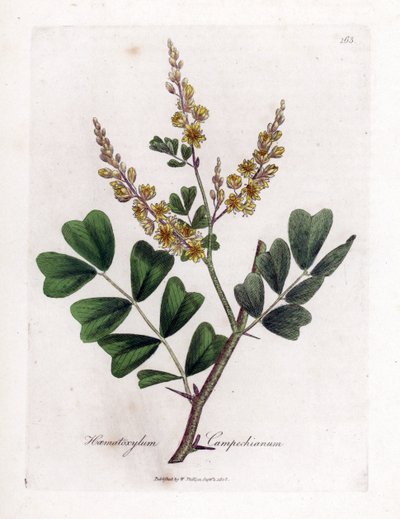 Campeche o madera de campeche - Leño, Haematoxylum campechianum. Grabado en cobre coloreado a mano a partir de una ilustración botánica de James Sowerby de "Medical Botany" de William Woodville y Sir William Jackson Hooker, John Bohn, Londres. de James Sowerby
