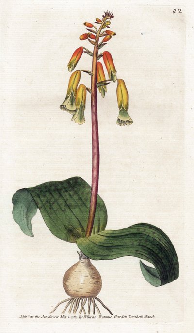 Cuco de Ciudad del Cabo - Litografía de James Sowerby (1757-1822), lámina de la Revista Botánica de William Curtis (1746-1799) de James Sowerby