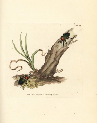 Escarabajo Carabus nitens. Grabado en cobre coloreado a mano por James Sowerby de The British Miscellany, or Coloured figures of new, rare, or little known animal subjects. de James Sowerby