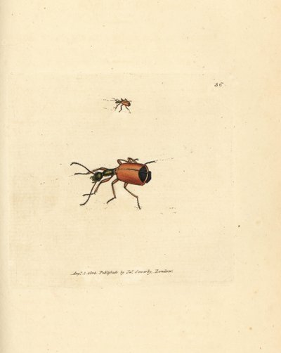 Escarabajo Carabus rotundicollis. Grabado en cobre coloreado a mano por James Sowerby de The British Miscellany, or Coloured figures of new, rare, or little known animal subjects. de James Sowerby