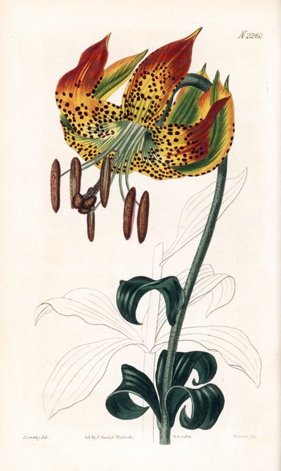 Lirio de Carolina - Carolina lily, Lilium michauxii (Carolina martagon lily, Lilium carolinianum). Grabado en cobre coloreado a mano por Weddell a partir de una ilustración de James Sowerby del "Botanical Magazine" de Samuel Curtis, Londres. de James Sowerby