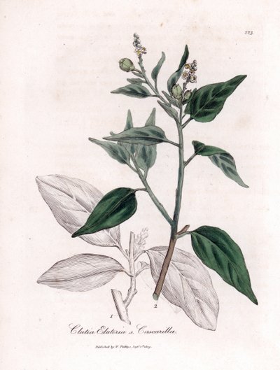 Cascarille officinale o madera de quinquina blanda o falsa - Cascarilla, Croton (Clutia) eluteria. Grabado en cobre coloreado a mano a partir de una ilustración botánica de James Sowerby de la obra "Botánica Médica" de William Woodville y Sir William Jacks de James Sowerby