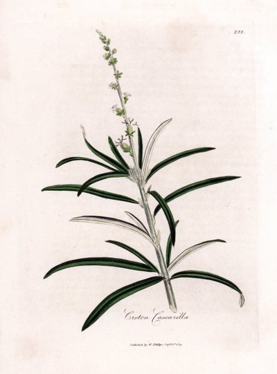 Cascarille officinale o madera blanda o faux quinquina - Cascarilla, Croton eluteria. Grabado en cobre coloreado a mano a partir de una ilustración botánica de James Sowerby de "Botánica Médica" de William Woodville y Sir William Jackson Hooker, John Bohn, de James Sowerby