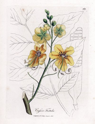 Cassia, falsa sene, falso algarrobo, lluvia dorada o canefier - Árbol de la lluvia dorada, Cassia fistula. Grabado en cobre coloreado a mano de una ilustración botánica de James Sowerby de "Botánica Médica" de William Woodville y Sir William Jackson Hooker de James Sowerby