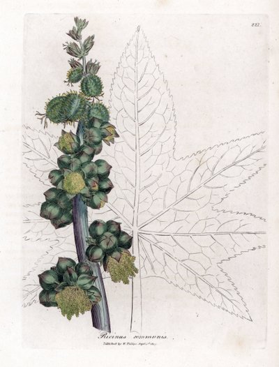 Ricino - Planta del aceite de ricino, Ricinus communis. Grabado en cobre coloreado a mano de una ilustración botánica de James Sowerby extraída de la obra de William Woodville y Sir William Jackson Hooker "Medical Botany", John Bohn, Londres. de James Sowerby