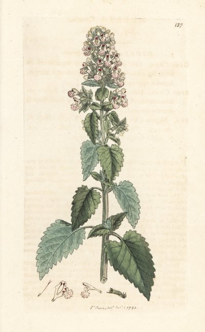Hierba gatera, Nepeta cataria (cataire) Grabado en cobre coloreado a mano según una ilustración de James Sowerby de James Smith