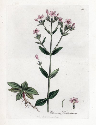 Centauree Chironia - Centaura, Chironia centaurium. Grabado en cobre coloreado a mano de una ilustración botánica de James Sowerby extraída de "Medical Botany" de William Woodville y Sir William Jackson Hooker, John Bohn, Londres. de James Sowerby