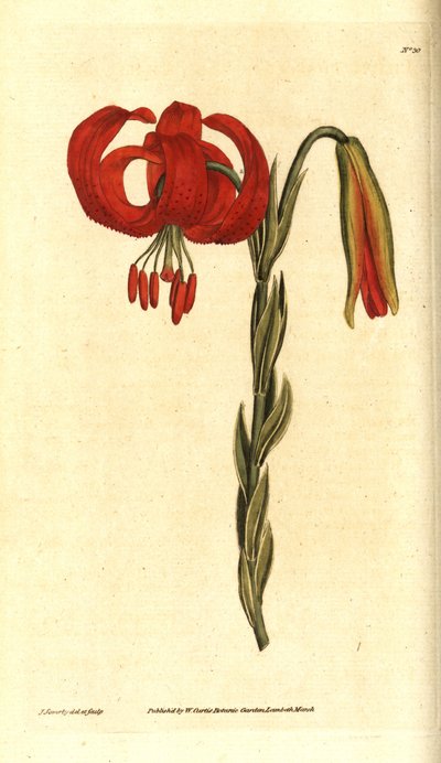 Lirio de Calcedonia - Lirio de Calcedonia, Lilium chalcedonicum. Grabado en cobre coloreado a mano e ilustración botánica de James Sowerby de The Botanical Magazine de William Curtis, Lambeth Marsh, Londres. de James Sowerby