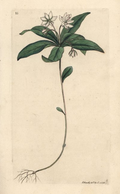 Lysimachia europaea (Trientalis europaea) (Trientale d