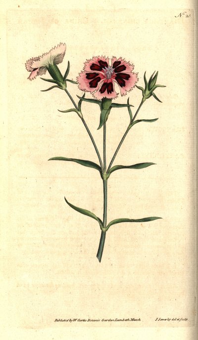 Clavel de China - Rosa de China o rosa de la India, Dianthus chinensis. Grabado en cobre coloreado a mano e ilustración botánica de James Sowerby de The Botanical Magazine de William Curtis, Lambeth Marsh, Londres. de James Sowerby