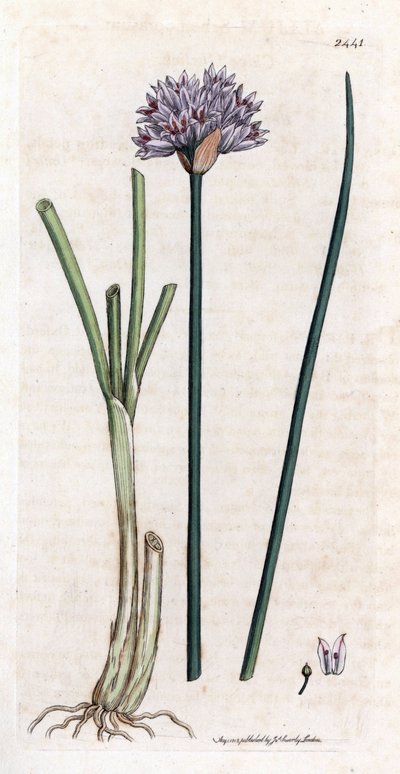 Cebollino (Allium schoenoprasum). Grabado en cobre coloreado a mano de una ilustración botánica de James Sowerby para el libro de James Smith "English botanical" (1790-1814). El incansable Sowerby (1757-1822) dibujó más de 2500 plantas para el mamut de Smi de James Sowerby