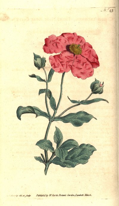 Cistus - Cistus de oro rosa, Cistus incanus. Grabado en cobre coloreado a mano e ilustración botánica de James Sowerby de The Botanical Magazine de William Curtis, Lambeth Marsh, Londres. de James Sowerby