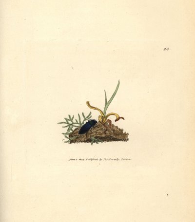 Escarabajo chasqueador, Selatosomus aeneus (Elater cyaneus). Grabado en cobre coloreado a mano por James Sowerby de The British Miscellany, or Coloured figures of new, rare, or little known animal subjects. de James Sowerby