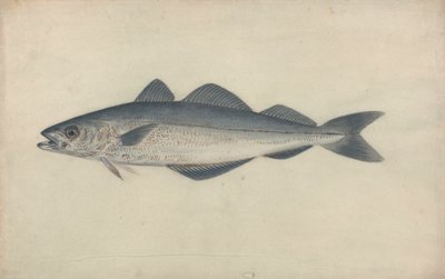 Pez carbón de James Sowerby