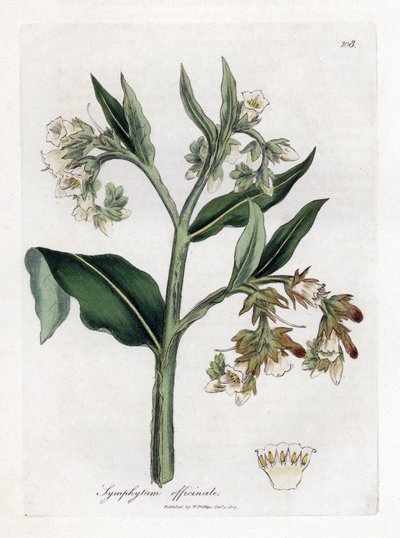 Consuelda - Consuelda, Symphytum officinale. Grabado en cobre coloreado a mano de una ilustración botánica de James Sowerby extraída de la obra de William Woodville y Sir William Jackson Hooker "Medical Botany", John Bohn, Londres. de James Sowerby