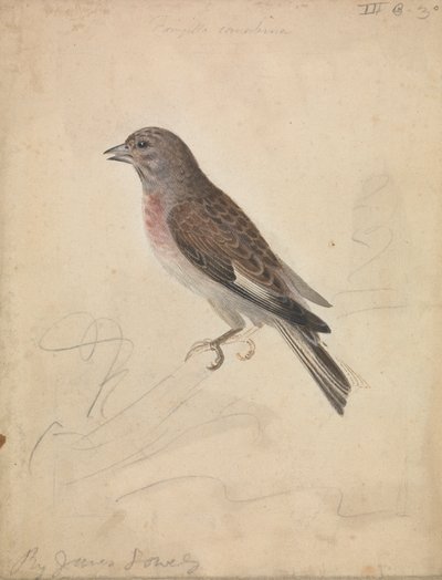 Pardillo común de James Sowerby