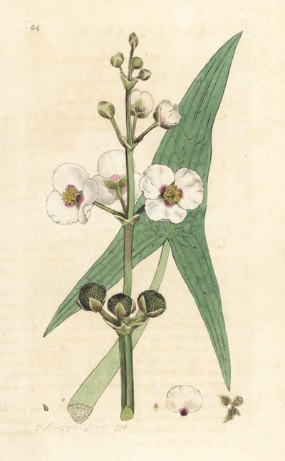 Sagittaria sagittifolia (sagitario) Grabado en cobre coloreado a mano según una ilustración de James Sowerby de James Smith