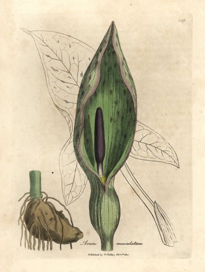 Arum común, Arum maculatum de James Sowerby
