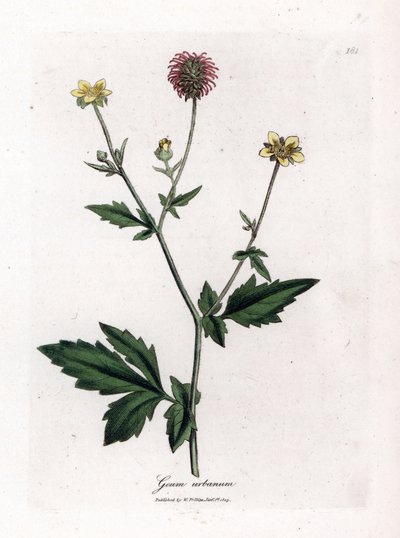 Benoite común o hierba de San Benoit - Wood avens, Geum urbanum. Grabado en cobre coloreado a mano de una ilustración botánica de James Sowerby de la obra de William Woodville y Sir William Jackson Hooker "Medical Botany", John Bohn, Londres. de James Sowerby