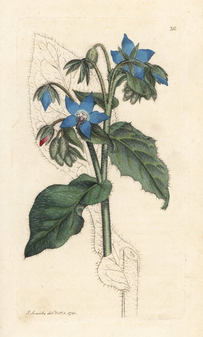 Borraja común, Borago officinalis (Bourrache officinale) Grabado en cobre coloreado a mano según una ilustración de James Sowerby de James Smith
