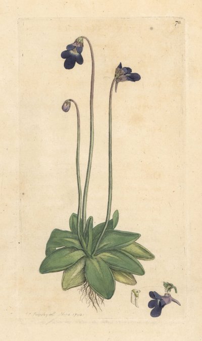 Pinguicula vulgaris (grassette) Grabado en cobre coloreado a mano según una ilustración de James Sowerby de James Smith