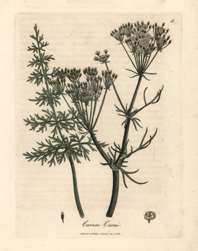 Alcaravea común, Carum carui de James Sowerby