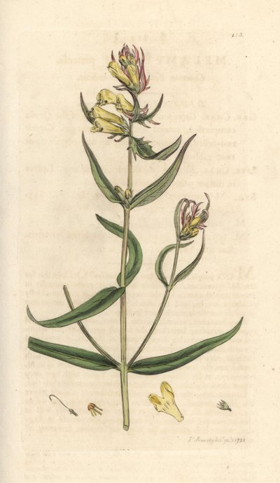 Common cowwheat, Melampyrum pratense (Melampyre des pres, Wood millet, Cochelet, Yellow savory) Grabado en cobre coloreado a mano según una ilustración de James Sowerby de James Smith