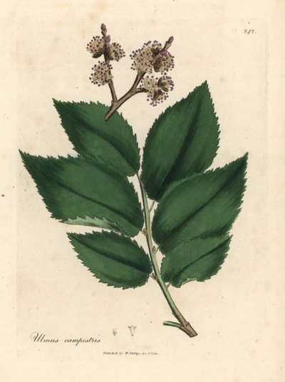 Olmo común, Ulmus campestris de James Sowerby