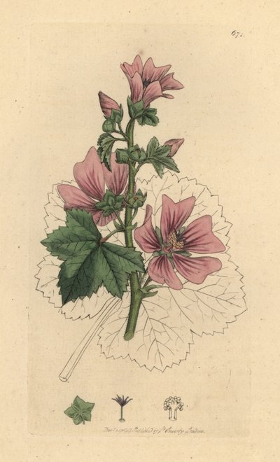 Malva común, Malva sylvestris Grabado en cobre coloreado a mano según un dibujo de James Sowerby para la obra Botánica inglesa de James Smith. de James Sowerby