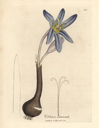 Azafrán común de los prados, Colchicum autumnale de James Sowerby