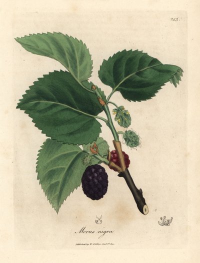 Morera común, Morus nigra de James Sowerby