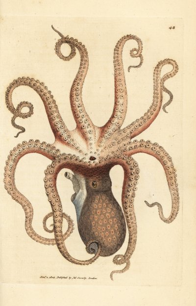 Pulpo común, Octopus vulgaris (sepia de ocho brazos, Sepia octopus). Grabado en cobre coloreado a mano por James Sowerby de The British Miscellany, or Coloured figures of new, rare, or little known animal subjects. de James Sowerby