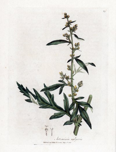 Artemisa común o vulgar - Mugwort, Artemisia vulgaris. Grabado en cobre coloreado a mano de una ilustración botánica de James Sowerby extraída de "Medical Botany" de William Woodville y Sir William Jackson Hooker, John Bohn, Londres. de James Sowerby